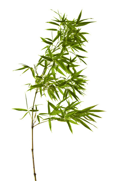 竹孤立在白色的背景