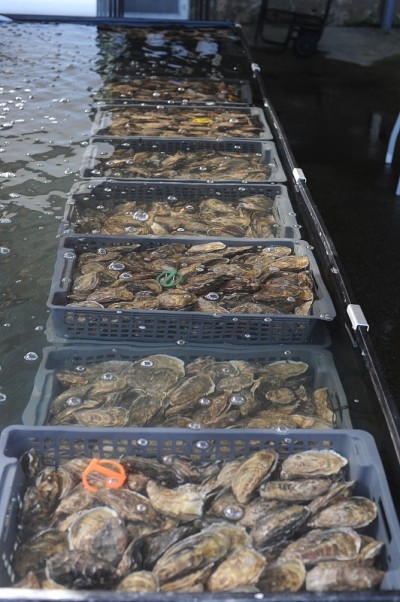 新鲜生蚝，贝壳，海鲜，海果