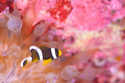 Anemonefish