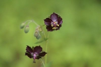 背景为深紫色的野花，黑寡妇，天竺葵