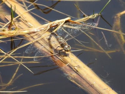 Dragonfly @Reserva Laguna de Villa，秘鲁利马