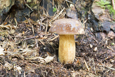 海湾bolete (Imleria badia)