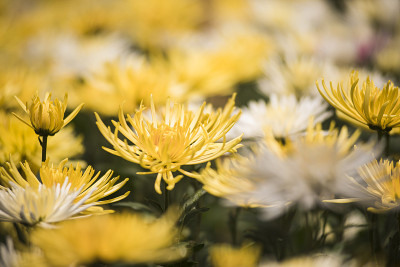 花6