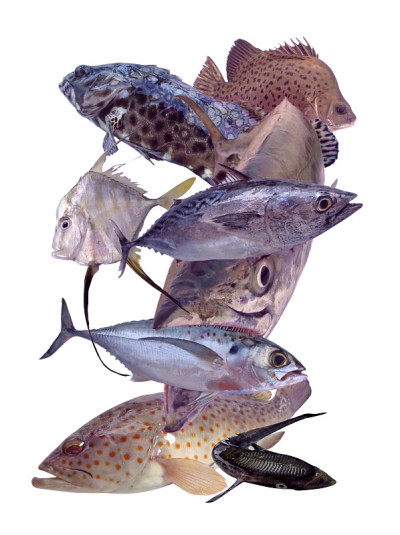 海洋鱼类类型