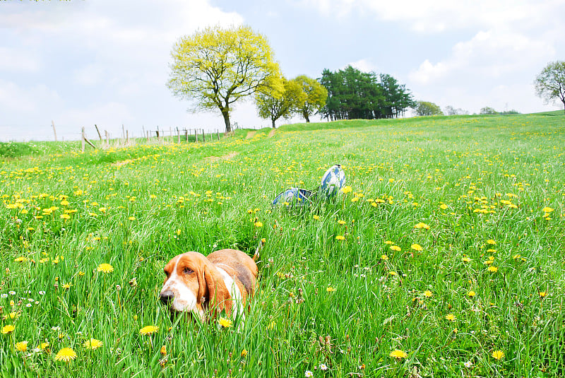 美丽可爱的小猎犬微笑着快乐地坐在蒲公英的田野，模糊的背景满是黄色的花，绿色的叶子和树，在春天的欧洲。