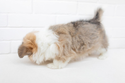 可爱的威尔士柯基犬彭布罗克在白色的背景上。漂亮的小狗狗的肖像近距离“n