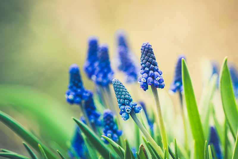 蓝葡萄风信子(Muscari armeniacum)在花园里盛开