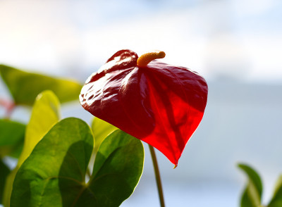 红掌花闭合