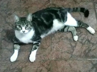 猫