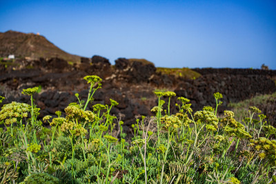Crithmum maritimum被称为海茴香或海茴香