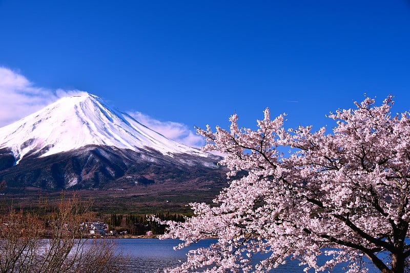 富士山和樱桃树