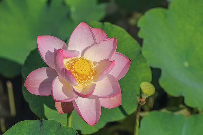 莲花