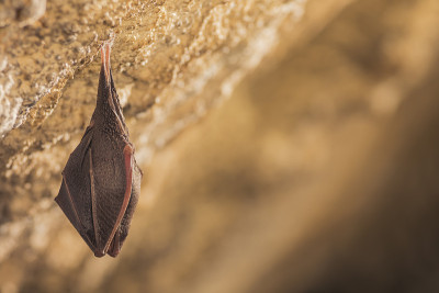 近距离观察正在睡觉的小马蹄蝠(Rhinolophus hipposideros)倒挂在洞穴顶部