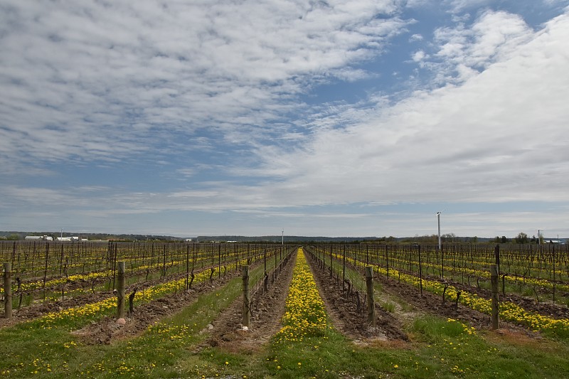 vignoble Inniskillins，尼亚加拉湖，安大略省，加拿大