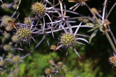 蓝色“塞尔维亚海冬青”花- Eryngium Serbicum Pancic