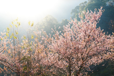 粉红色的花