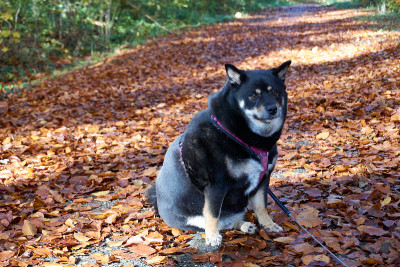 黑檀柴犬坐在秋天的森林里