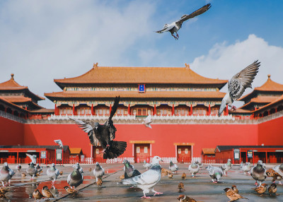 中国北京紫禁城广场上的鸽子。鸽子在北京紫禁城红墙前飞翔。图中牌匾的中文翻译:午门。