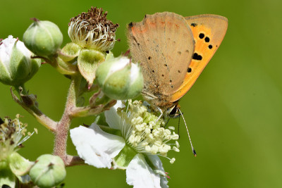 小铜蝶(Lycaena phlaeas)