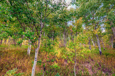 Maroon Bells Snowmass Wilderness USA