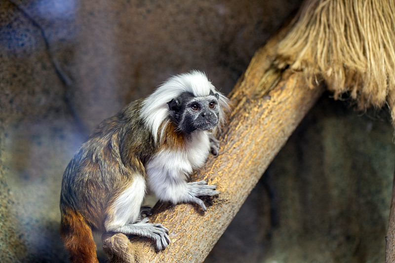 棉顶狨猴(Saguinus oedipus)捕获