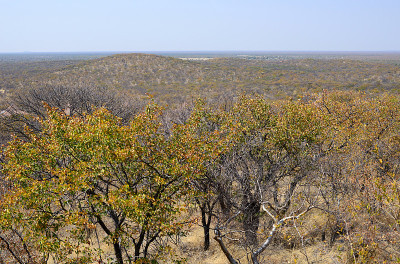 Mopane