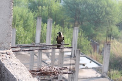 房子乌鸦