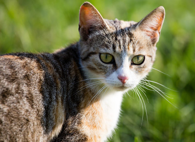 猫在外面的草地上散步