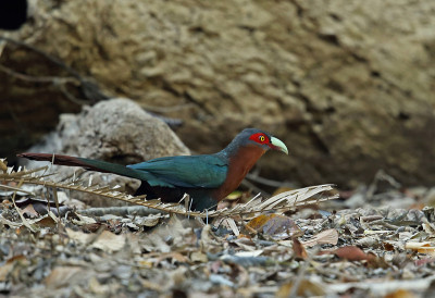 Chestnut-breasted Malkoha