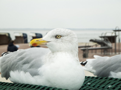 Larus argentatus左近silbermoewe