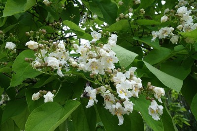六月梓叶上的白花和花蕾