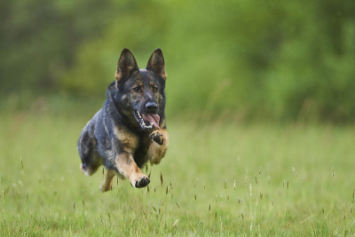 德国牧羊犬