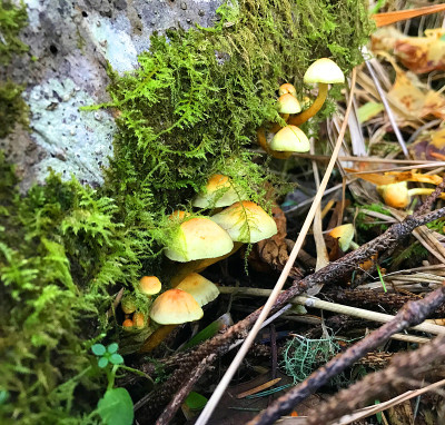 森林蘑菇