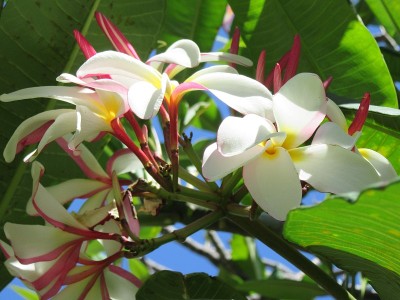 纯白色鸡蛋花