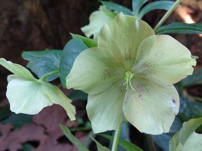 黑色HELLEBORUS花。