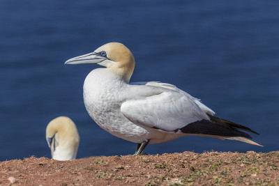德国北海黑戈兰岛上野生野鸟Morus bassanus - Northern Gannet。背景是很
