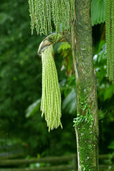 植物