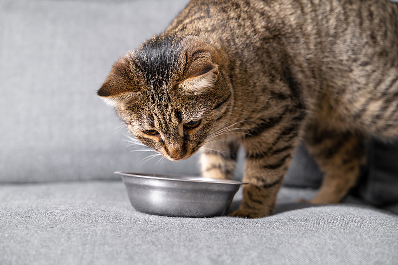 灰色可爱的猫在家里的沙发上吃东西。脱光衣服的猫坐在铁板前，用蛐蛐打它