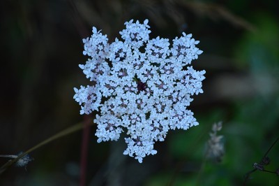 奇异的白花在卢戈Rebedul草地。花自然景观。