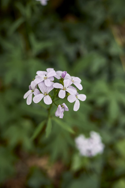 鳞茎cardamine
