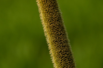 小米