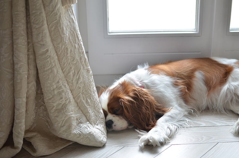 骑士查尔斯王猎犬睡着了