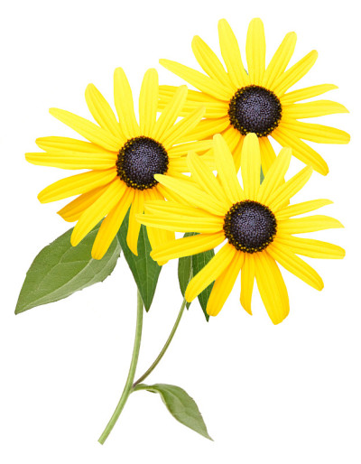 花枝:黄黑眼扁桃花