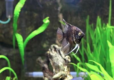观赏鱼-黑鳞鱼
