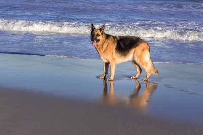 海滩上的德国牧羊犬
