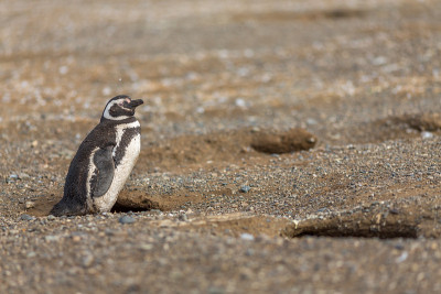 Penguins