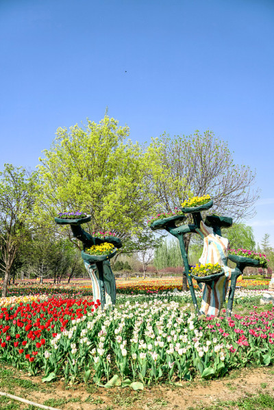 中国北京国际花卉港，郁金香盛开。国际花港五彩缤纷的花坛