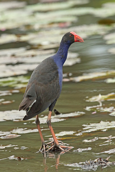 紫色Swamphen