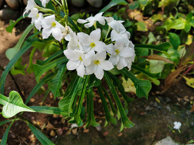 美丽的白色茉莉花在热带花园里