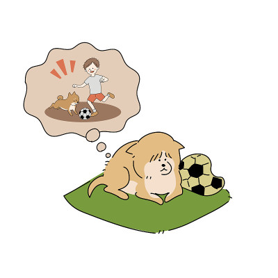 一只沉浸在回忆中的老狗狗柴犬